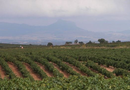 condedevillasenyorvinedos