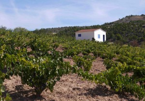 bodegaquintacarmela1