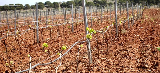 bodegashaciendacapellania1