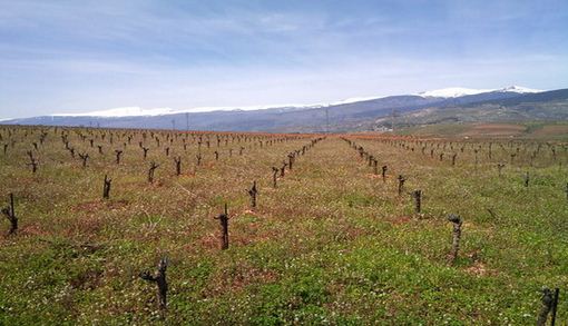 bodegascortijoelcura2