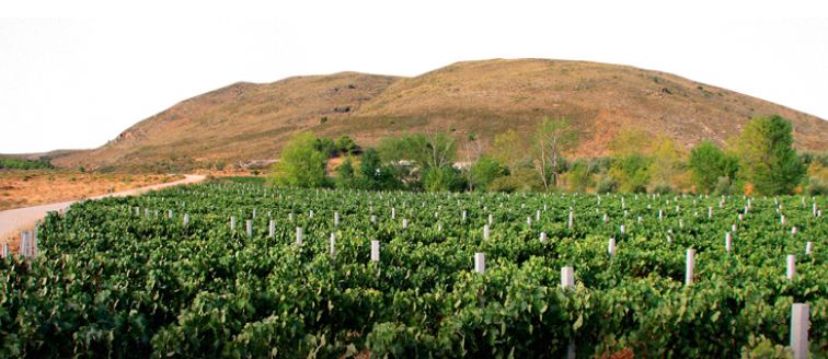 condadodeojancosvinyedos