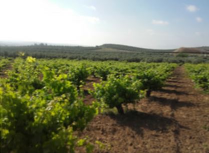 santagertrudisvinyedo