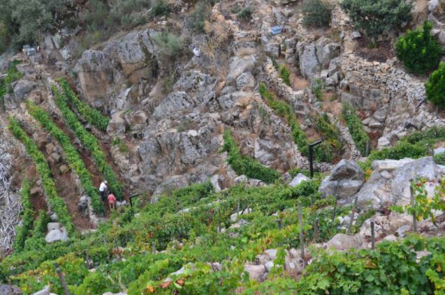 silice_viticultores1