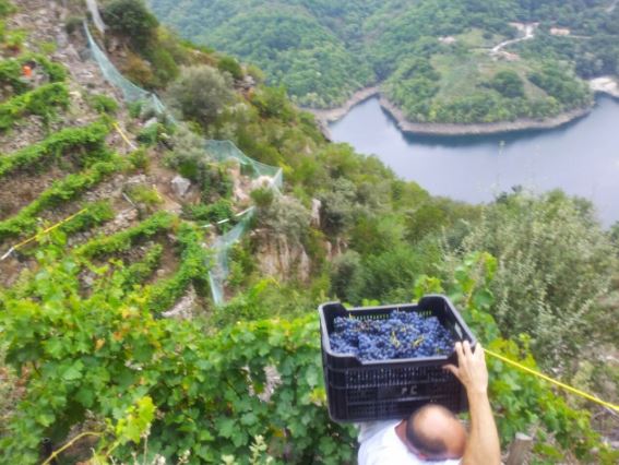 veganosilice_viticultores3