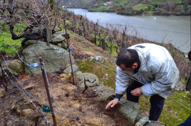 silice_viticultores4