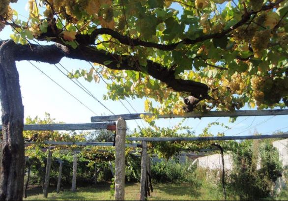 rodrigo_mendez_vinedo