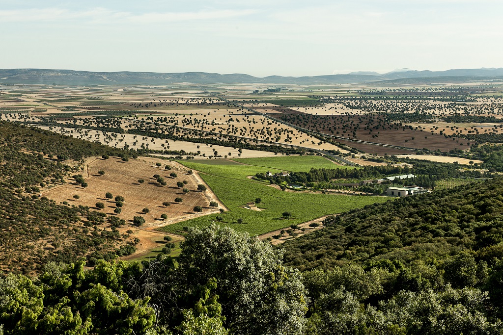 tierras_de_orgaz_vinedo