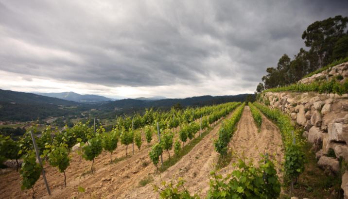 finca_vinoa_vinedo