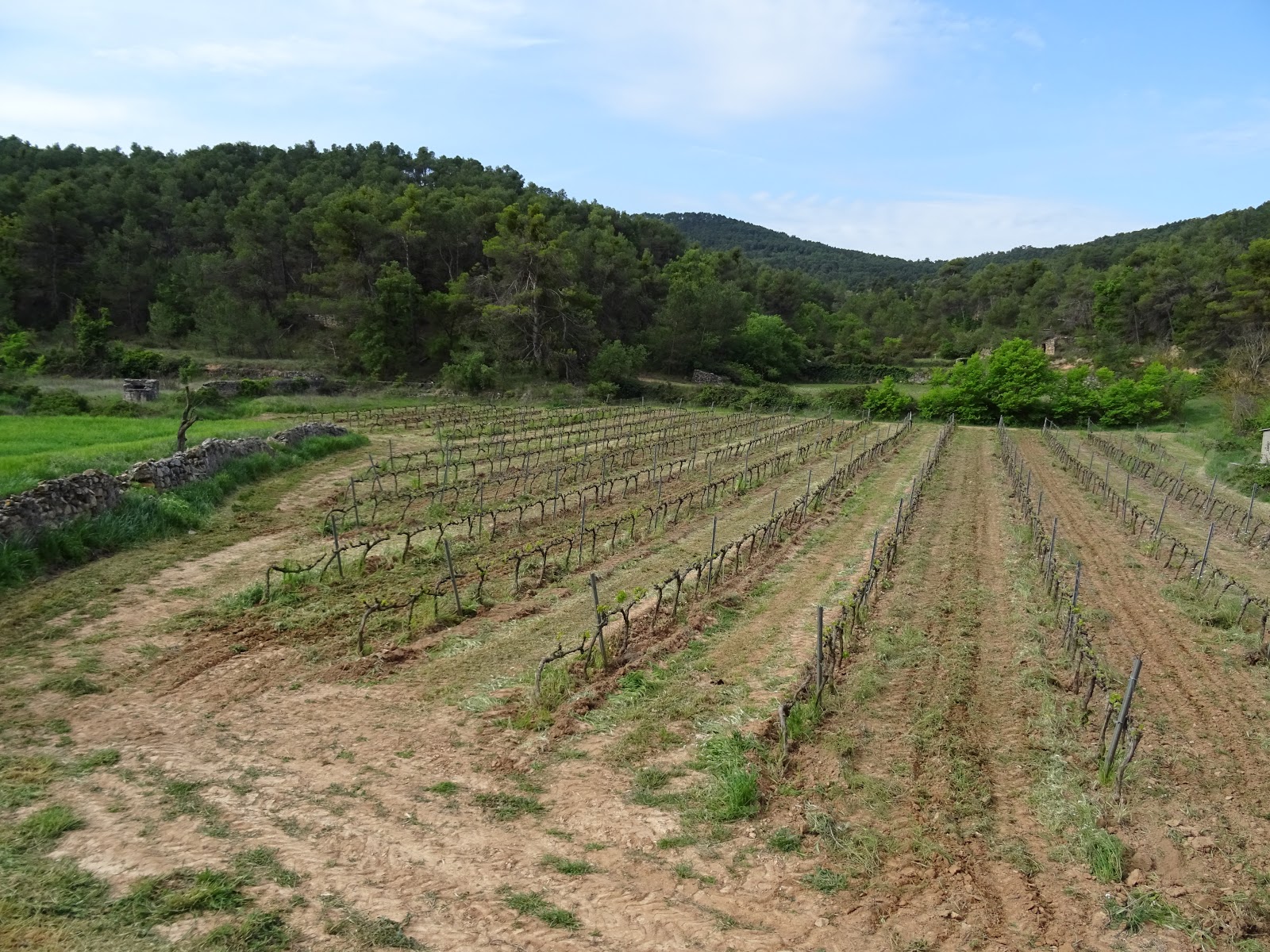 matallonga_bodega2