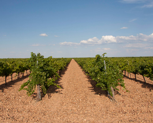 bodega3pilares_vinedo