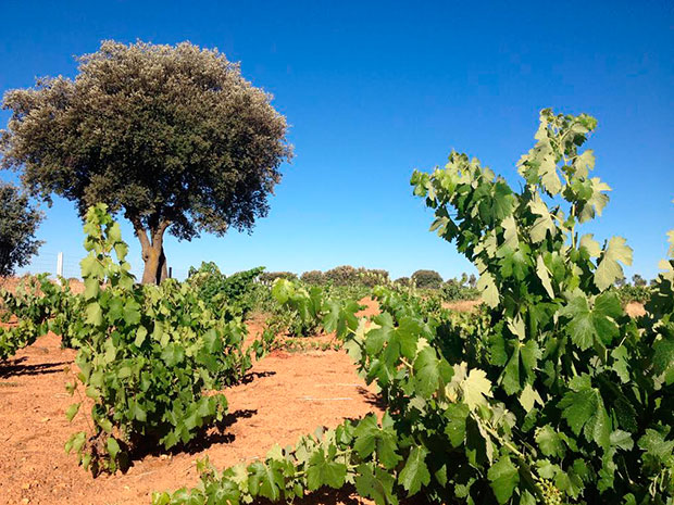 cepas_culebra_vinedo