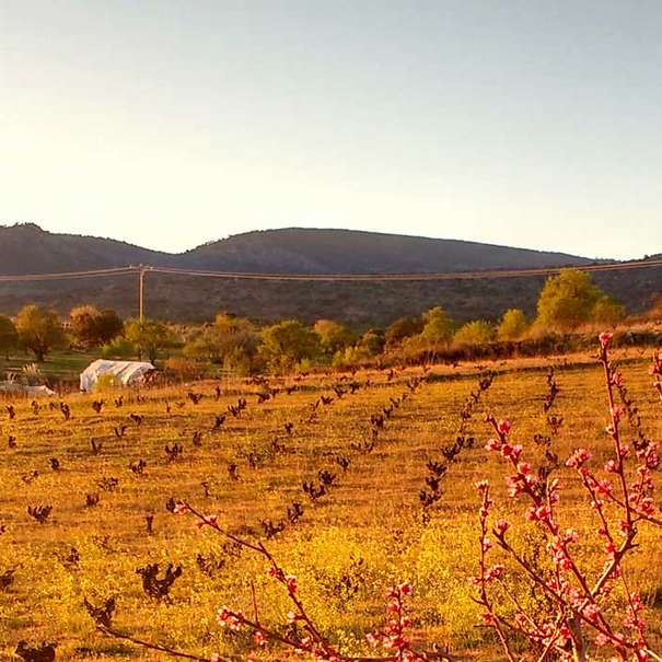 sotoymanrique_vinedo