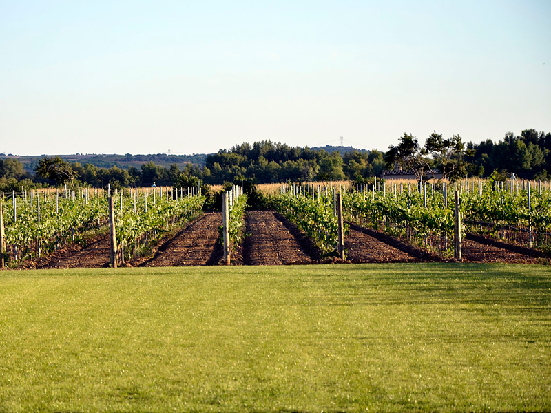 divinaproporcionbodegas_vinedo