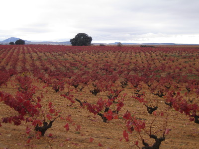 bodegas_cano_sl_1