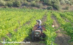 bodegasmaspolit3