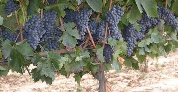 Imagen de la noticia Bodegas Ostatu hacia una viticultura ecológica
