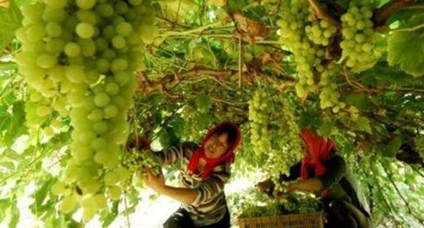 Imagen de la noticia China segundo viñedo del mundo
