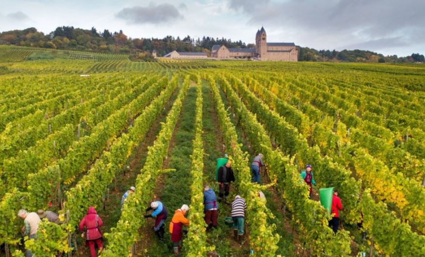 Imagen de la noticia Vino de monjas