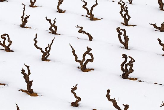 Imagen de la noticia ¿Por qué la nieve es buena para la viña?