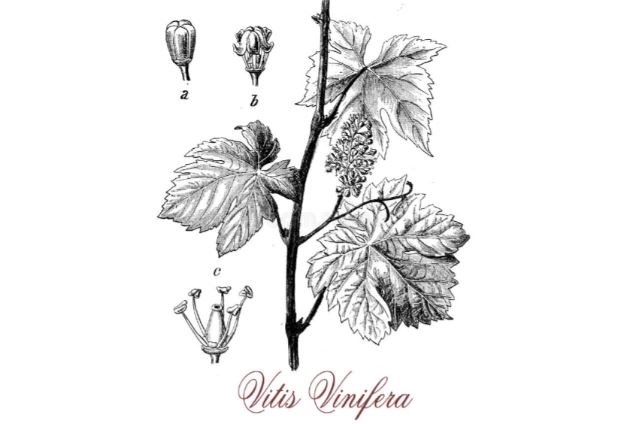 vitis_vinifera