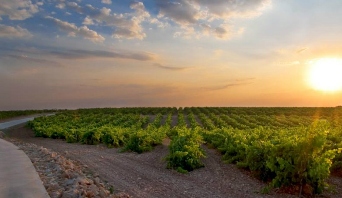 Imagen de la noticia Finca Antigua una bodega mas ecológica