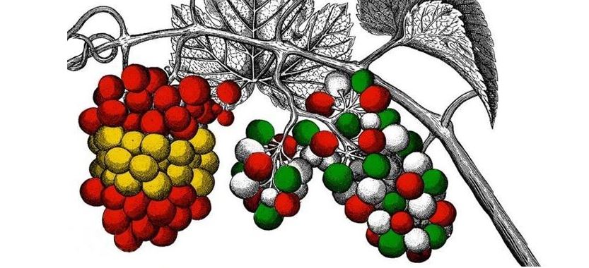 News image Anécdotas Vinícolas: Txakoli o Rioja: las uvas de la discordia