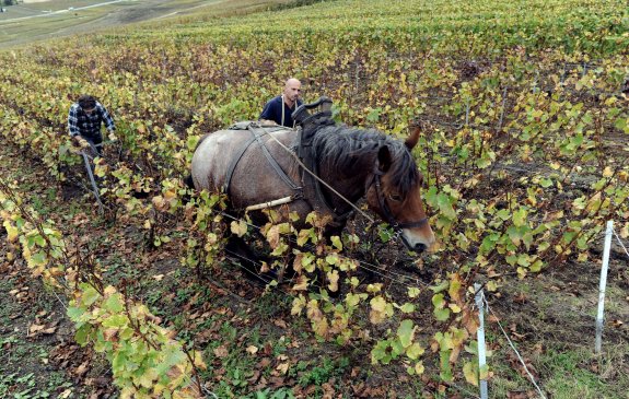 Imagen de la noticia Crece exponencialmente el cultivo de viñedo ecológico en Extremadura