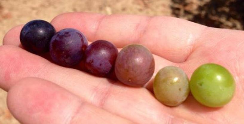 Imagen de la noticia Antocianos, ¿qué son y que aportan al vino?