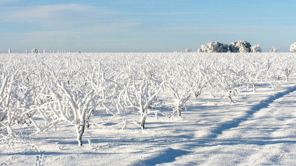 Imagen de la noticia Valtravieso, la finca más elevada de la D.O. Ribera del Duero