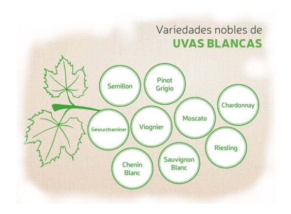 uvas_blancas