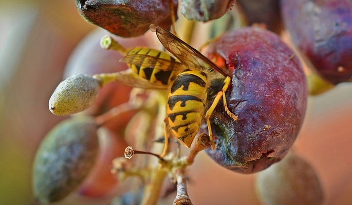 News image Sin avispas, posiblemente no existiría el vino