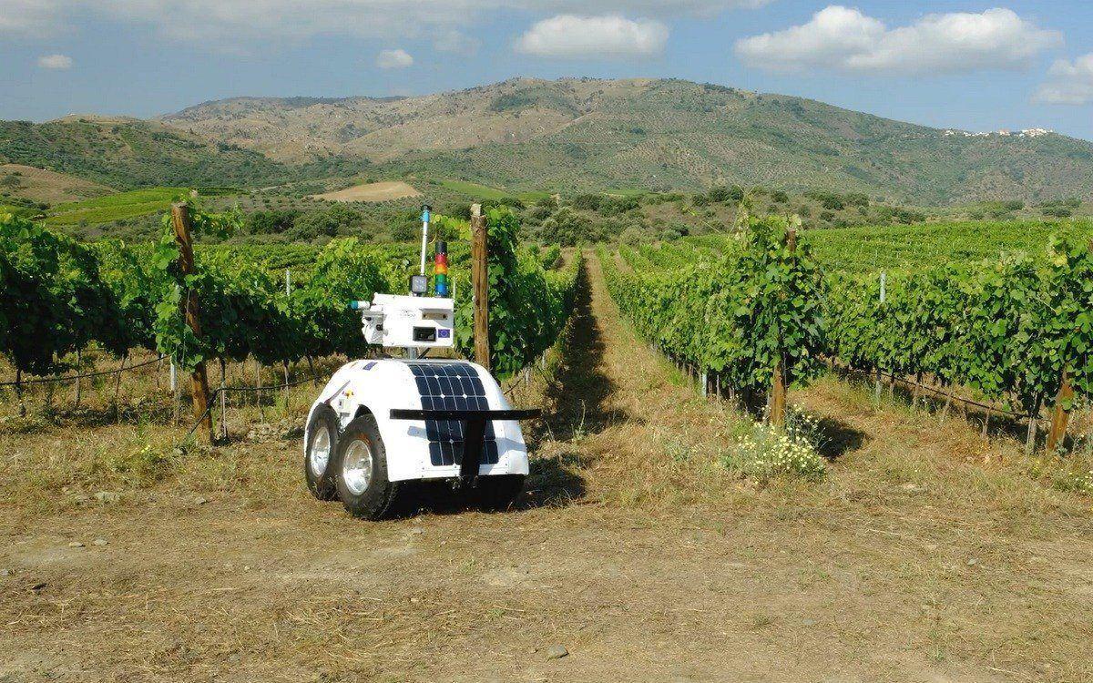 News image VineScout, el robot agricultor con inteligencia artificial