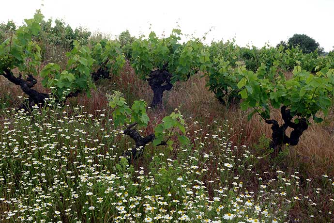 Imagen de la noticia España líder mundial en superficie de viñedo ecológico