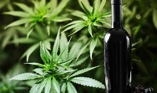 News image Wein und Cannabis: California Pot Wine