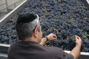 Imagen de la noticia Vinos puros, vinos Kosher