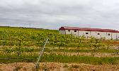 bodegasdomingoguzman2