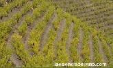 bodegaspuigpriorat1