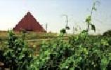 bodegasmontegaredo2