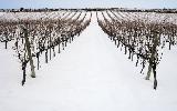 bodega_monteabellon_nieve