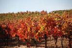 bodegasfamiliadelacal2