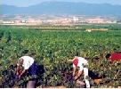 bodegassanvalero2