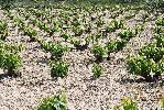 bodegaspierola_2