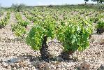 bodegaspierola_3