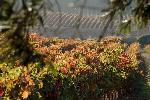 bodegasmarquesdearviza3