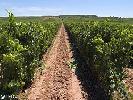 bodegasmartinezcorta2