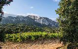 pujanza_vinedos