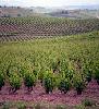 bodegasquirogadepablo4