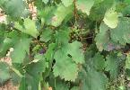bodegasrmrioja2