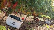 bodegasregalia3