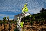 bodegassenoriodearana3